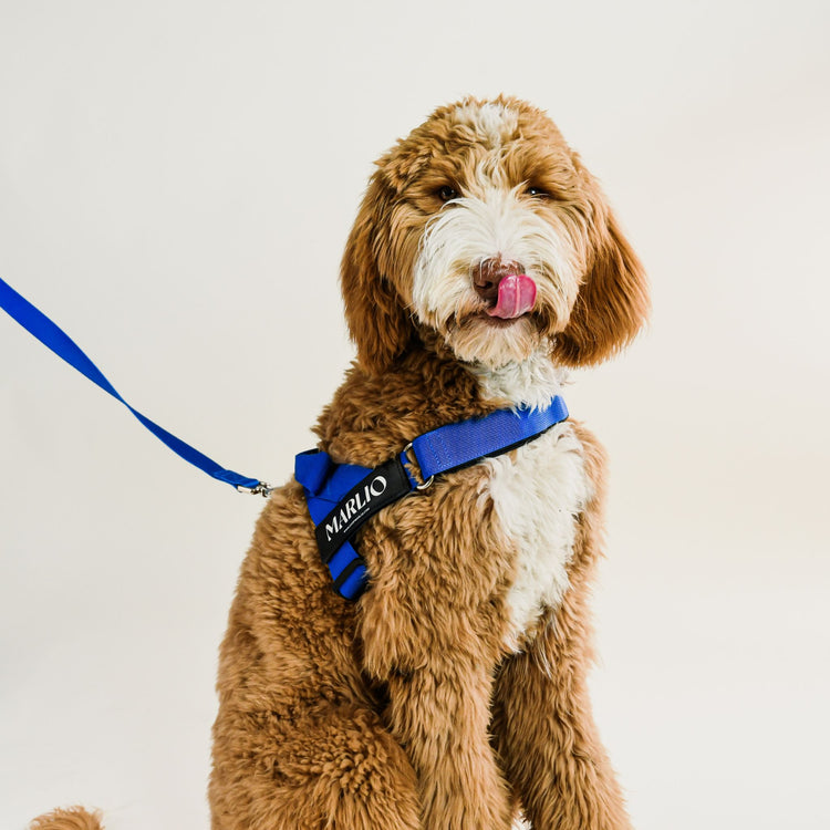 Royal Blue Dog Harness and Leash Bundle - Style and Control - Marlio