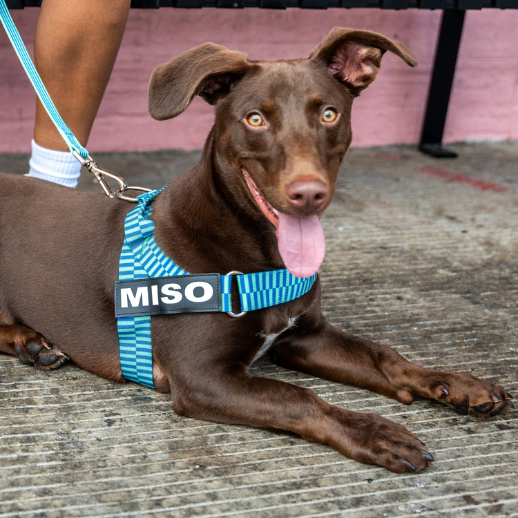 Adjustable Dog Harness